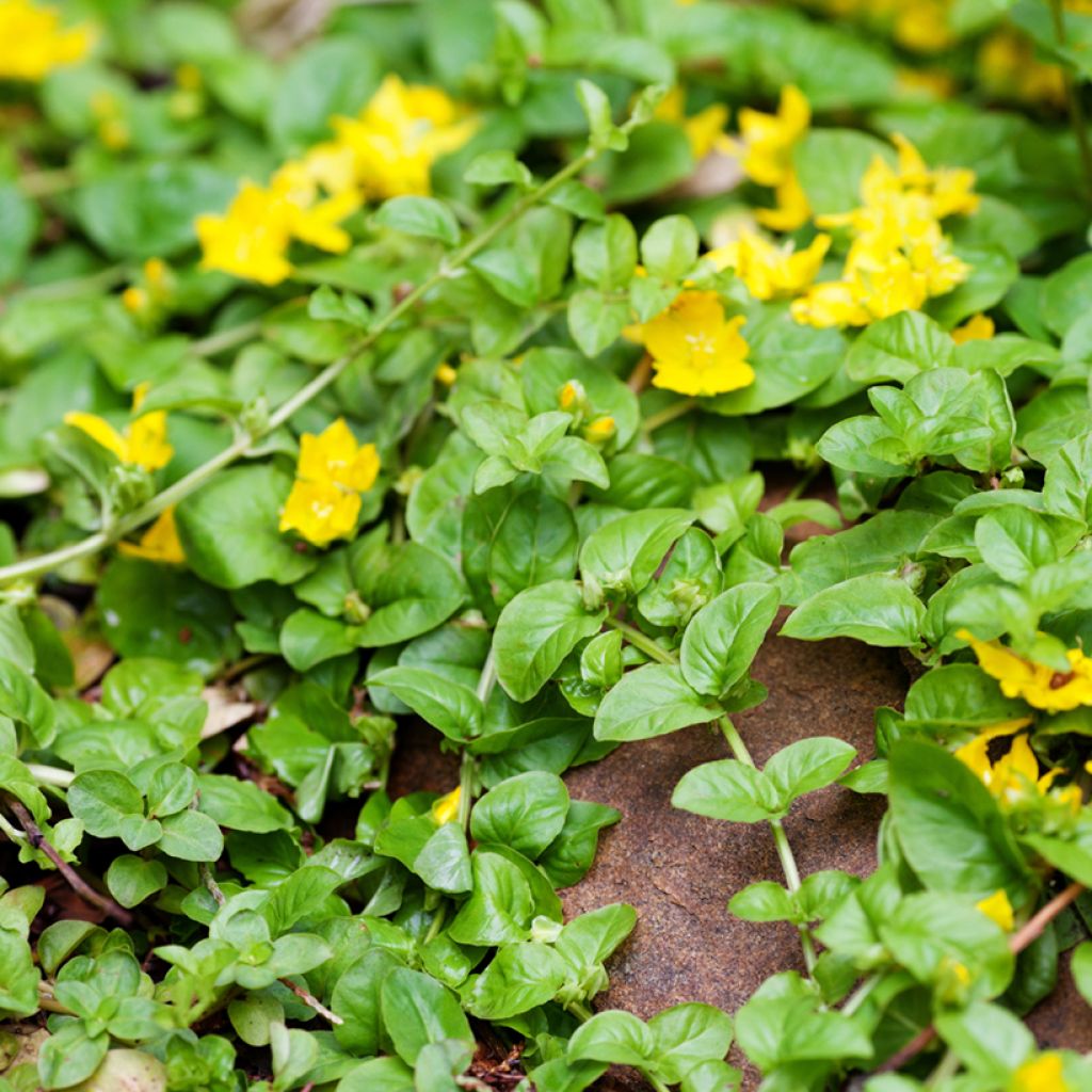 Lysimachia nummularia Goldilocks - Creeping Jenny