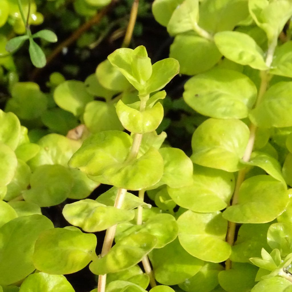 Lysimachia nummularia aurea