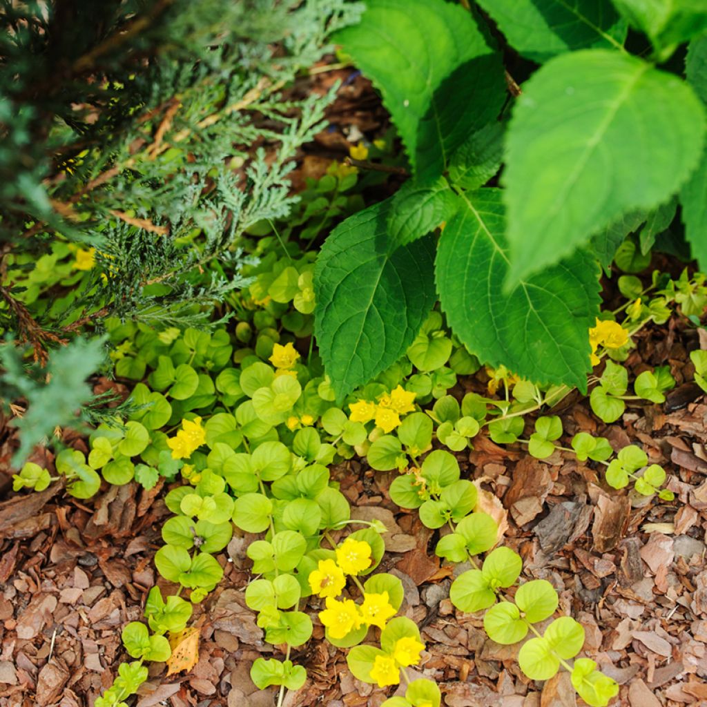 Lysimachia nummularia Aurea - Creeping Jenny