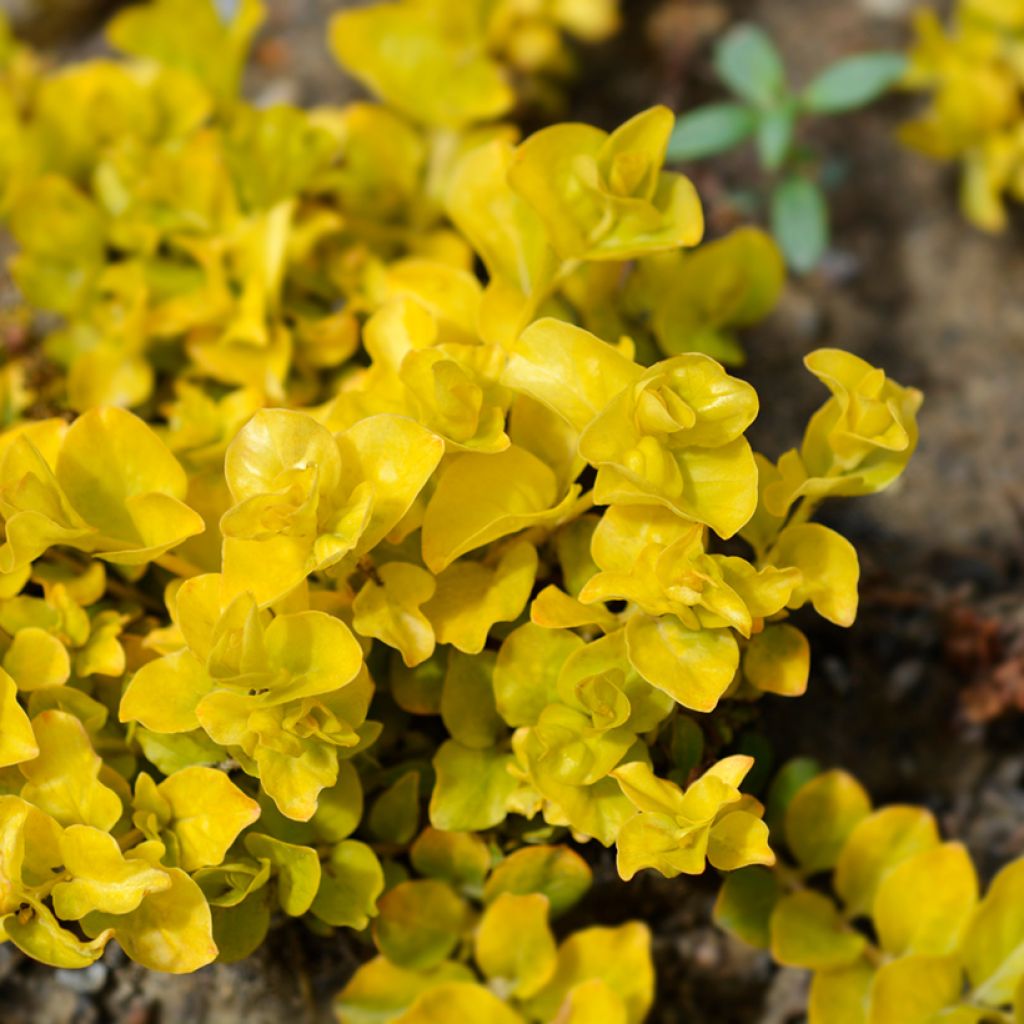 Lysimachia nummularia Aurea - Creeping Jenny