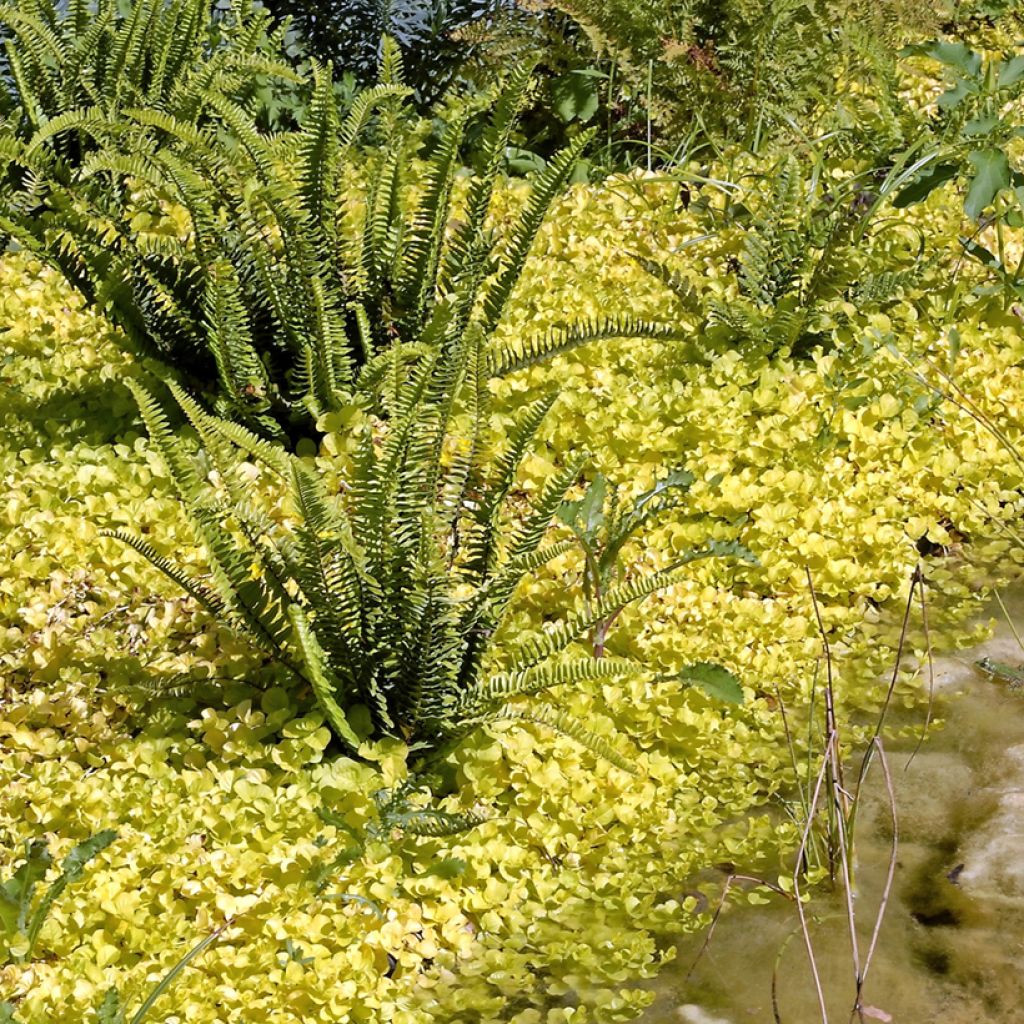 Lysimachia nummularia Aurea - Creeping Jenny