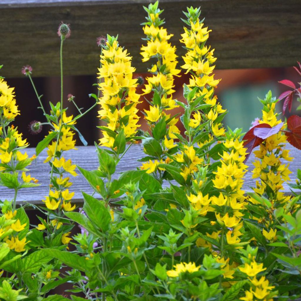 Lysimachia punctata - Lysimaque ponctuée