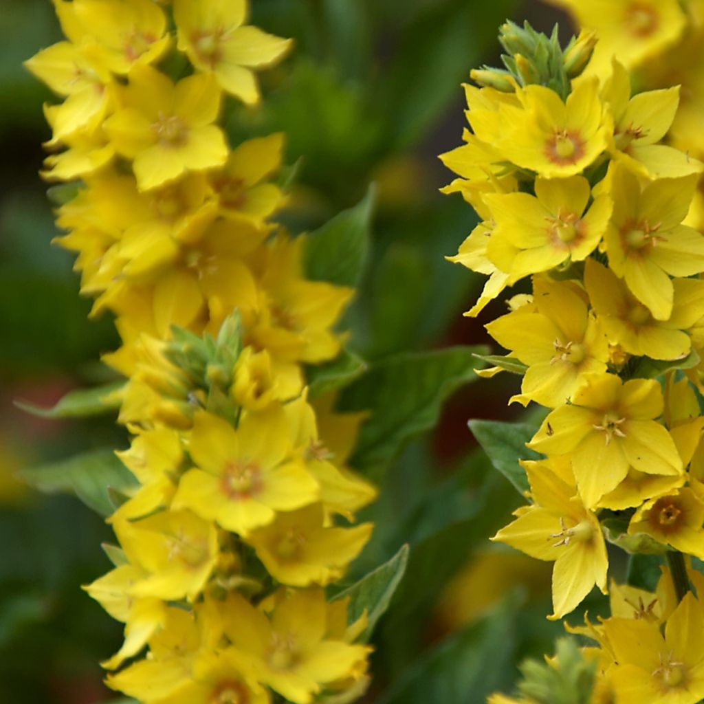 Lysimachia punctata - Lysimaque ponctuée