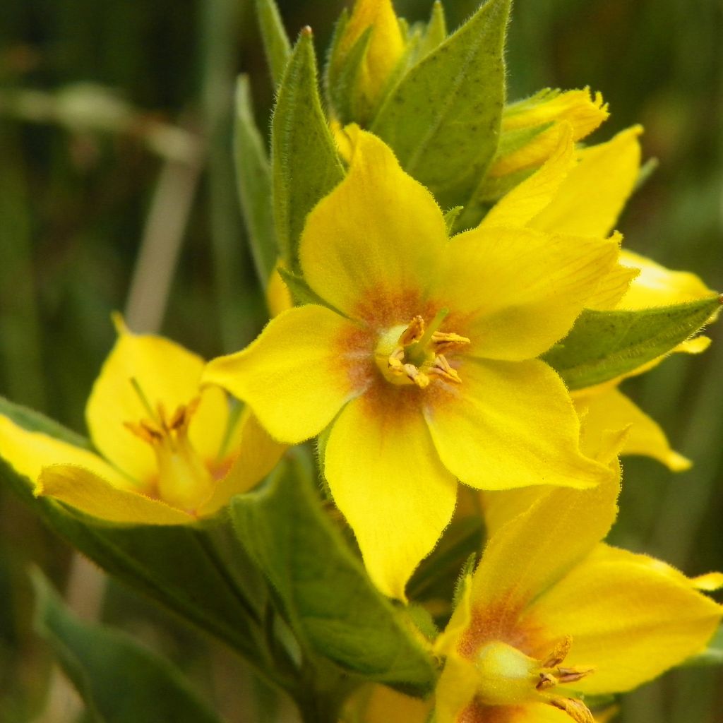 Lysimachia punctata - Lysimaque ponctuée