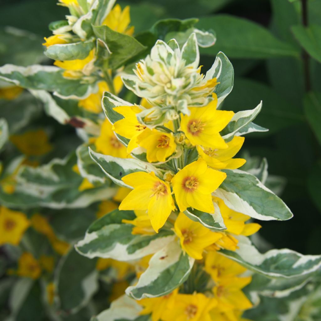 Lysimachia punctata Alexander - Loosestrife