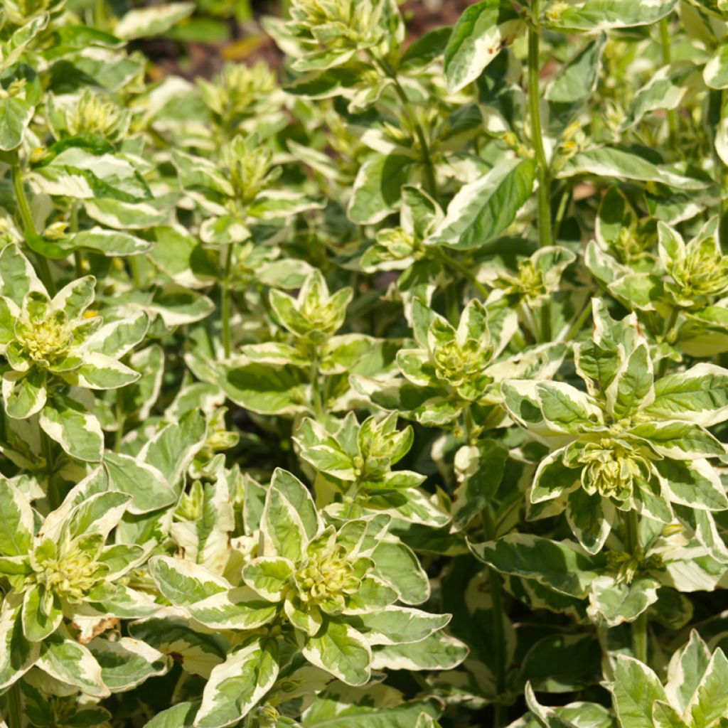 Lysimachia punctata Alexander - Loosestrife