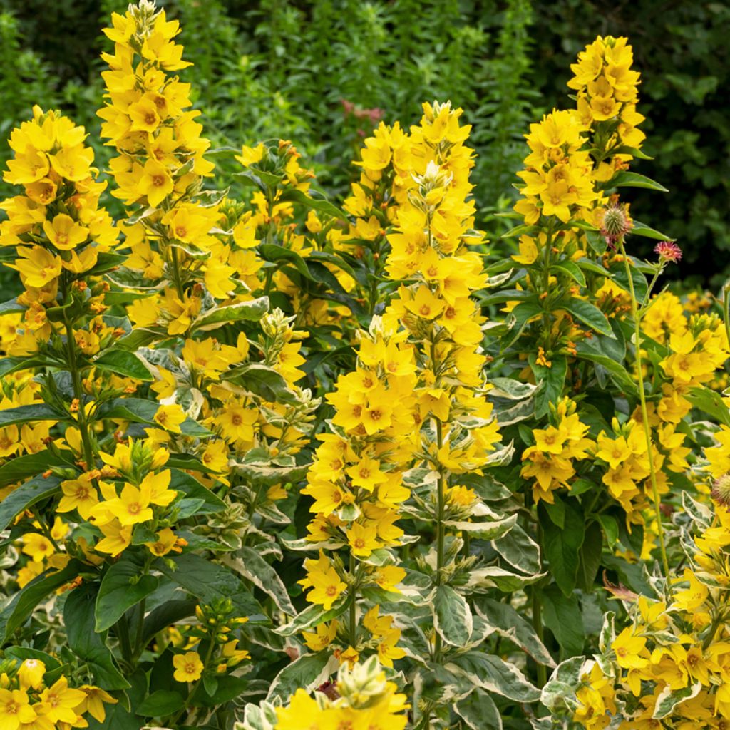 Lysimachia punctata Alexander - Loosestrife