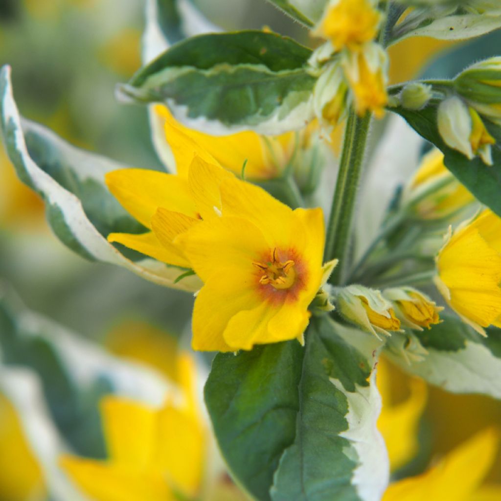 Lysimachia punctata Alexander - Loosestrife