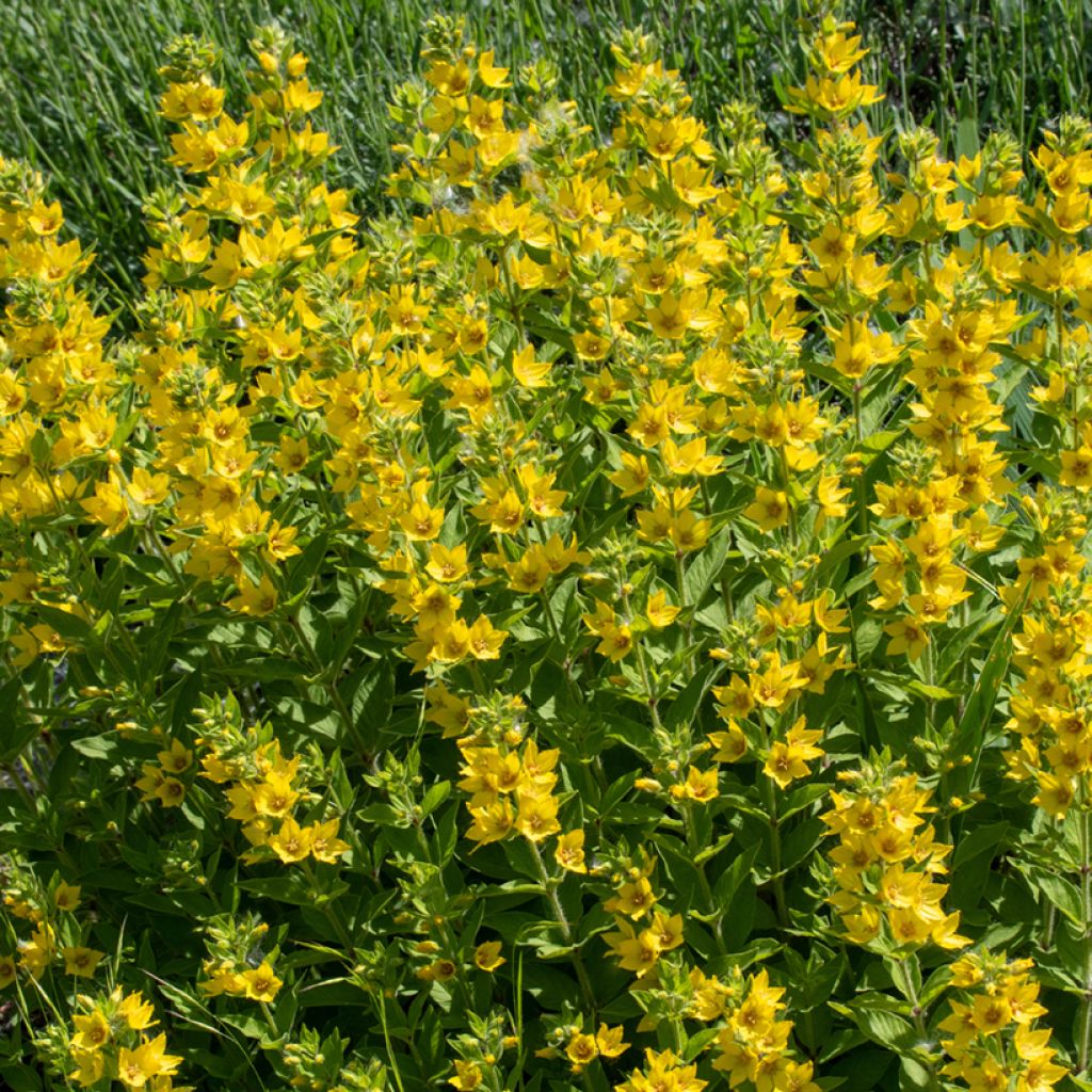 Lysimachia punctata - Loosestrife