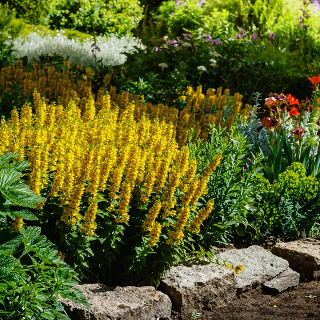 Lysimachia punctata - Loosestrife