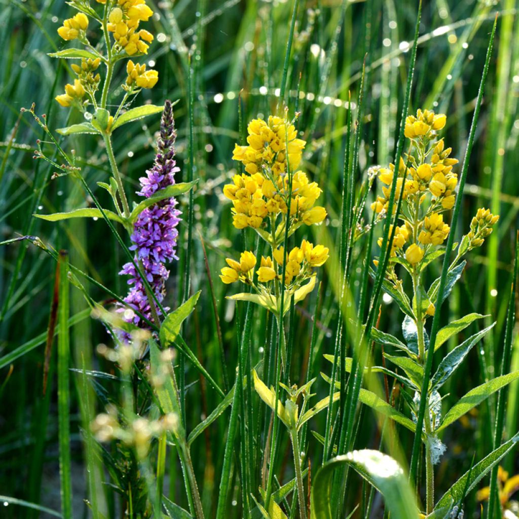 Lysimachia vulgaris - Loosestrife