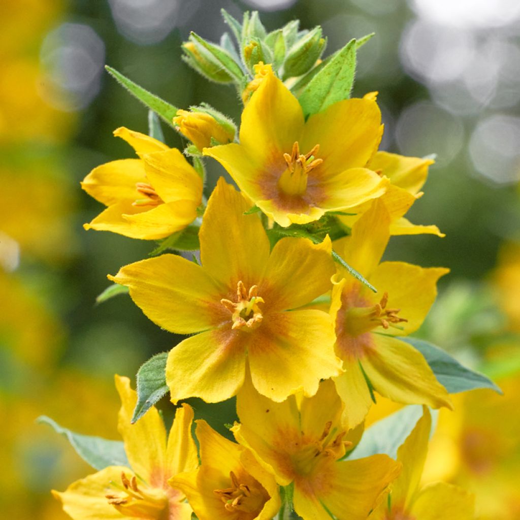 Lysimachia vulgaris - Loosestrife