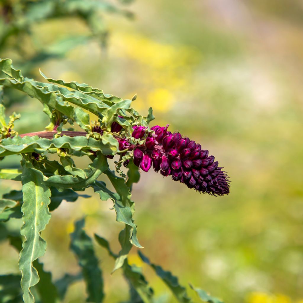 Lysimachia atropurpurea Beaujolais - Loosestrife