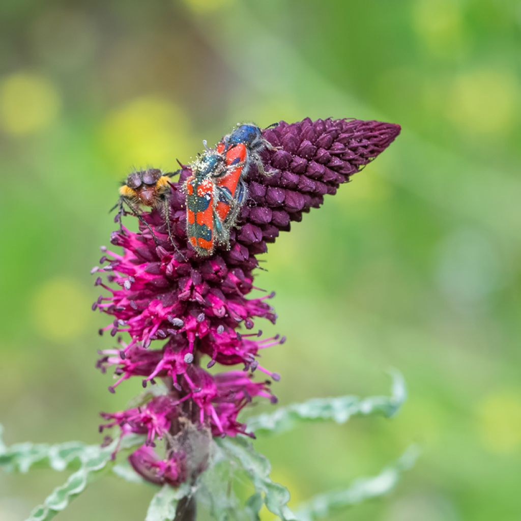 Lysimachia atropurpurea Beaujolais - Loosestrife