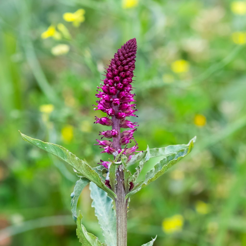 Lysimachia atropurpurea Beaujolais - Loosestrife