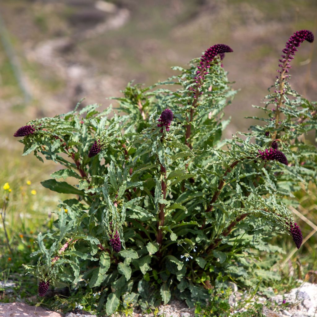 Lysimachia atropurpurea Beaujolais - Loosestrife