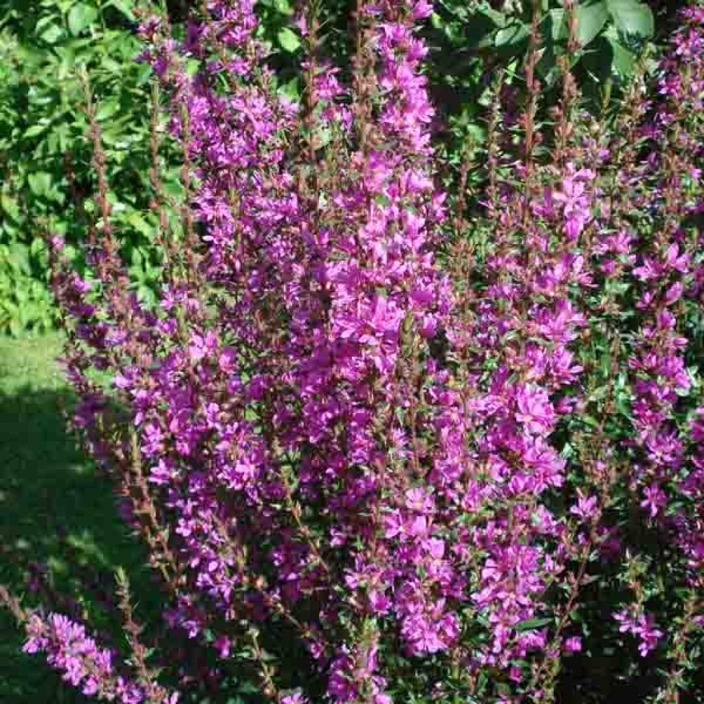 Lythrum salicaria - Salicaire