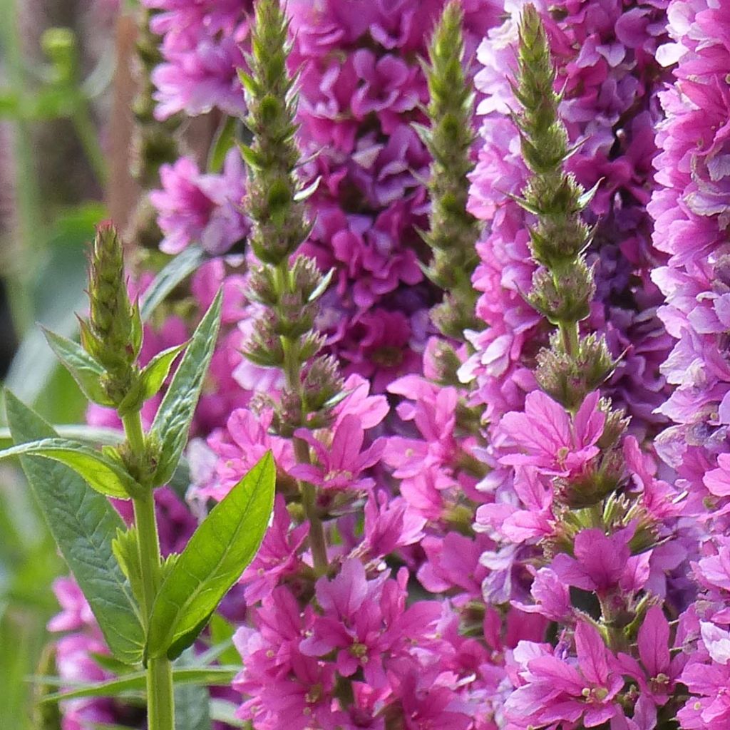 Lythrum salicaria Robert