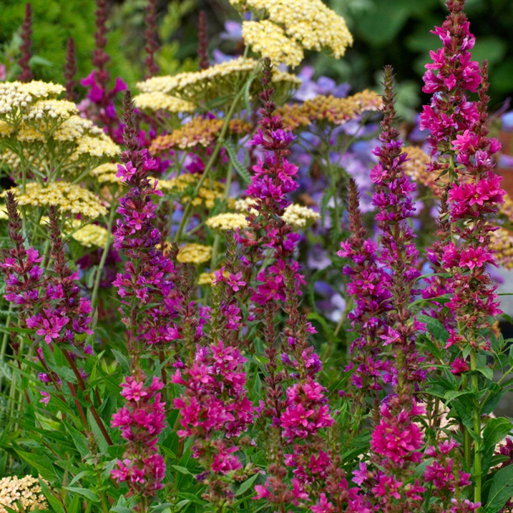 Lythrum salicaria Robert