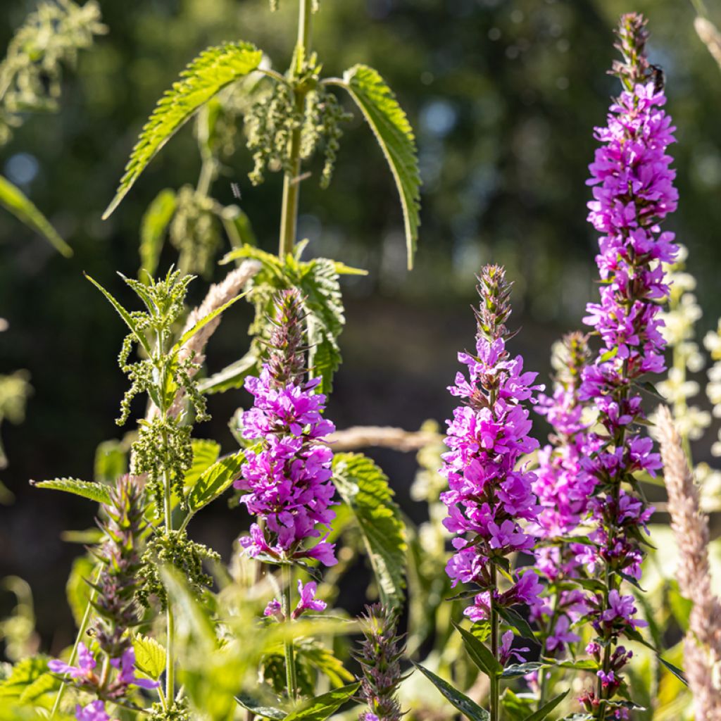 Lythrum salicaria Robert