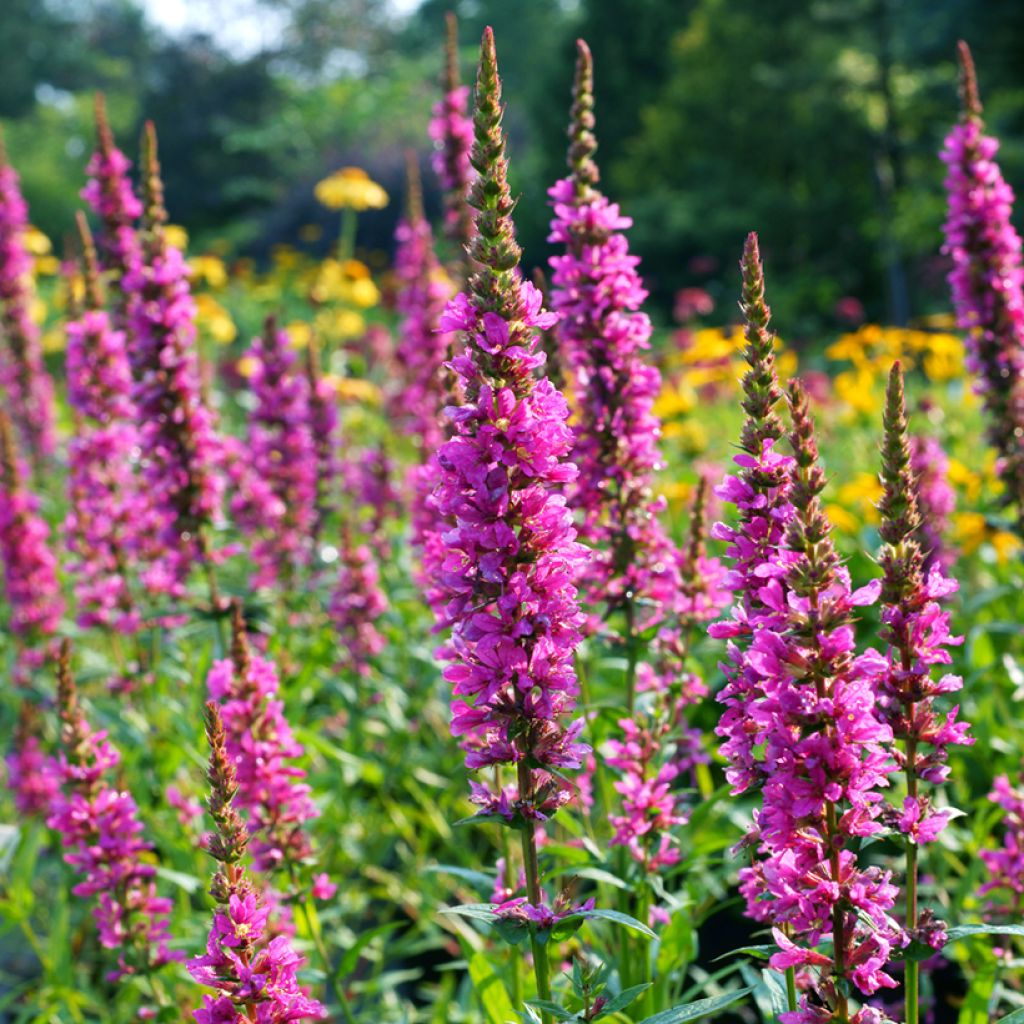 Lythrum salicaria Robert