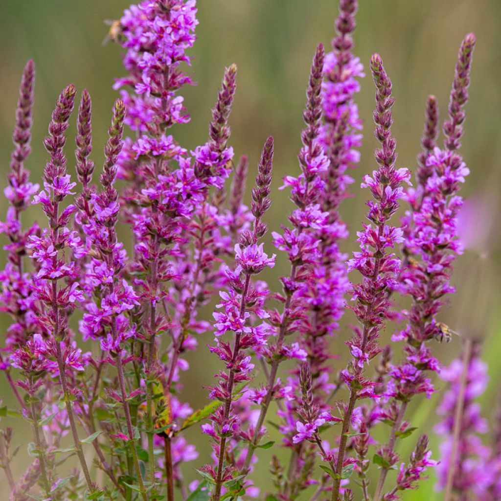 Lythrum salicaria