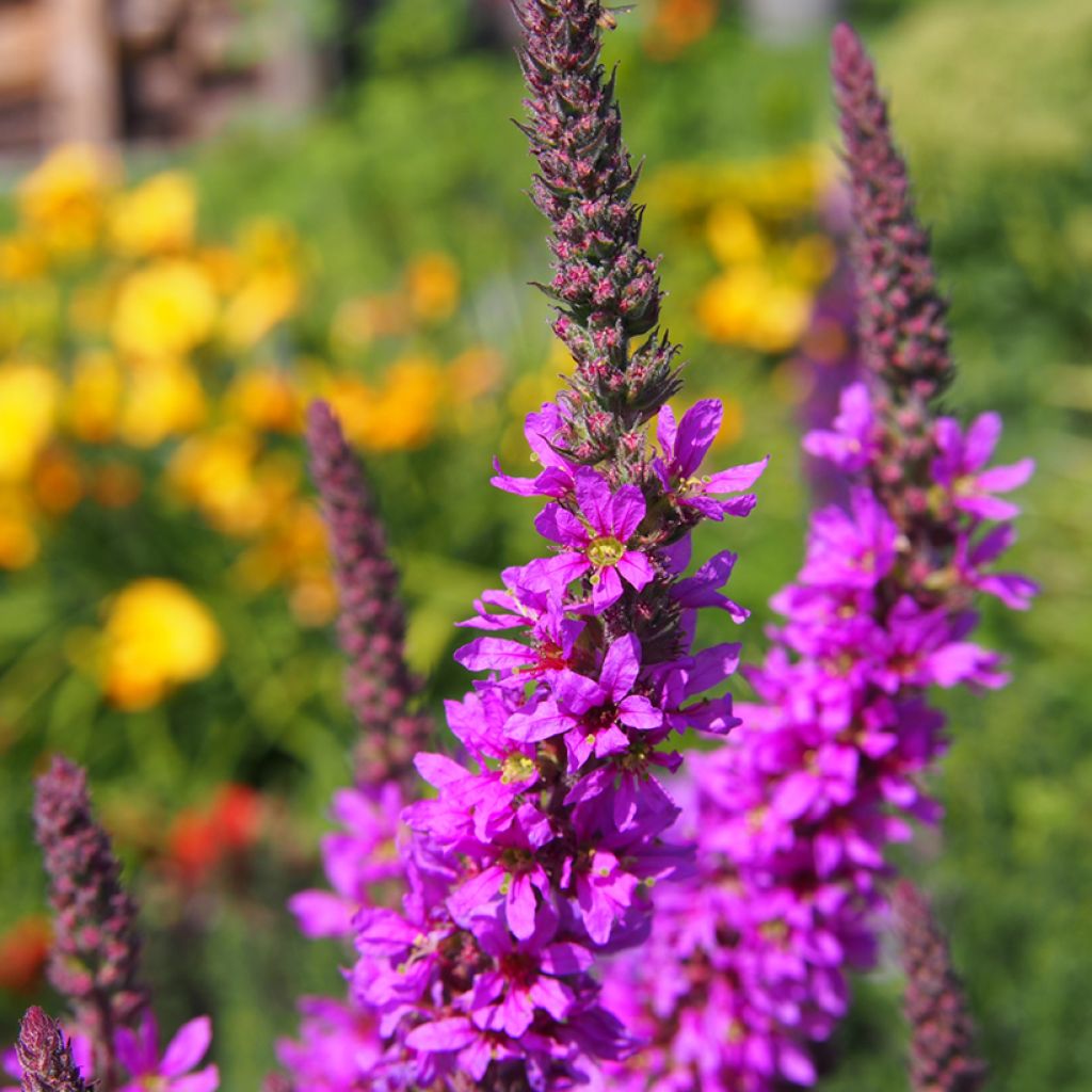 Lythrum salicaria