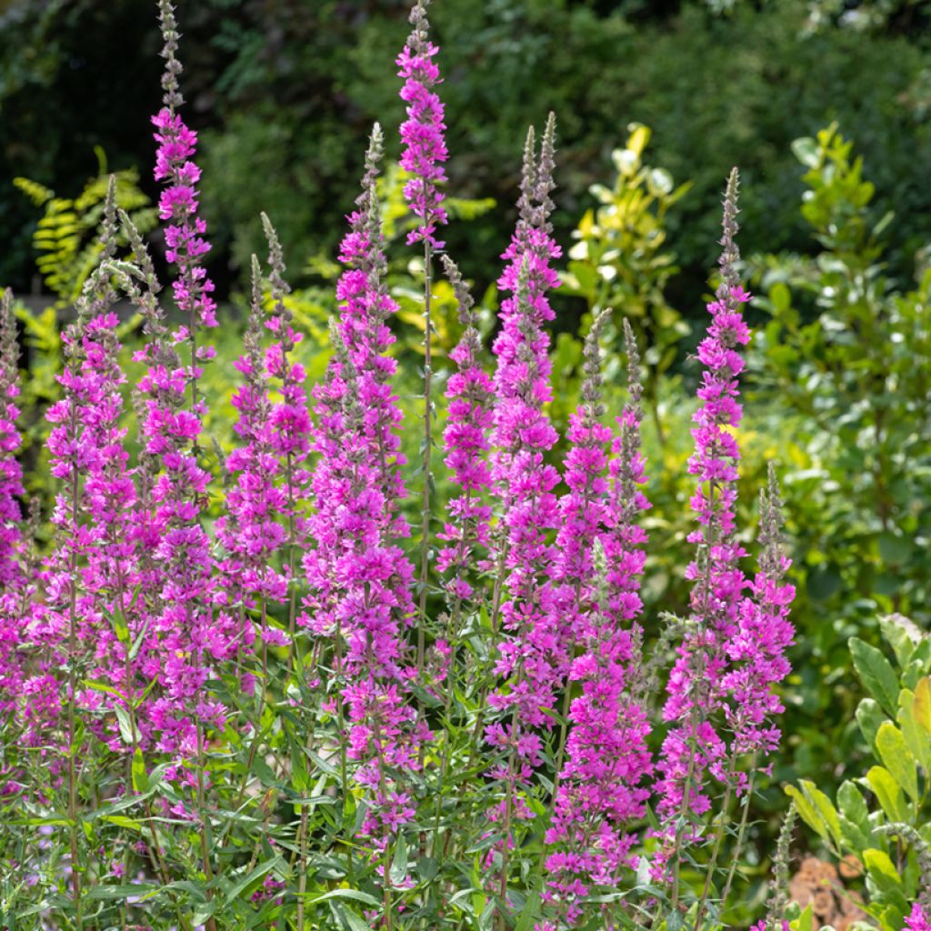 Lythrum salicaria