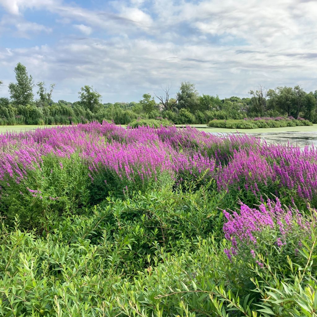 Lythrum salicaria