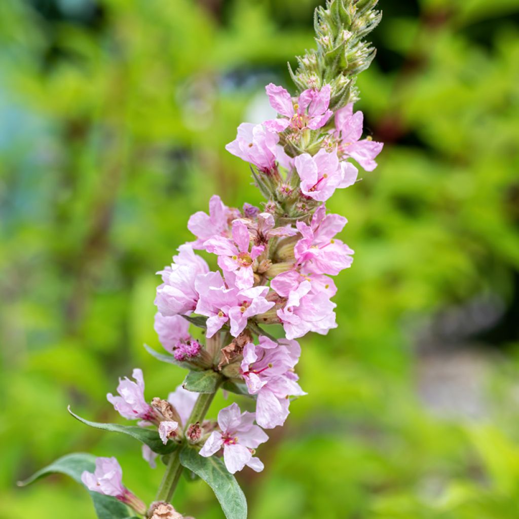 Lythrum salicaria Swirl