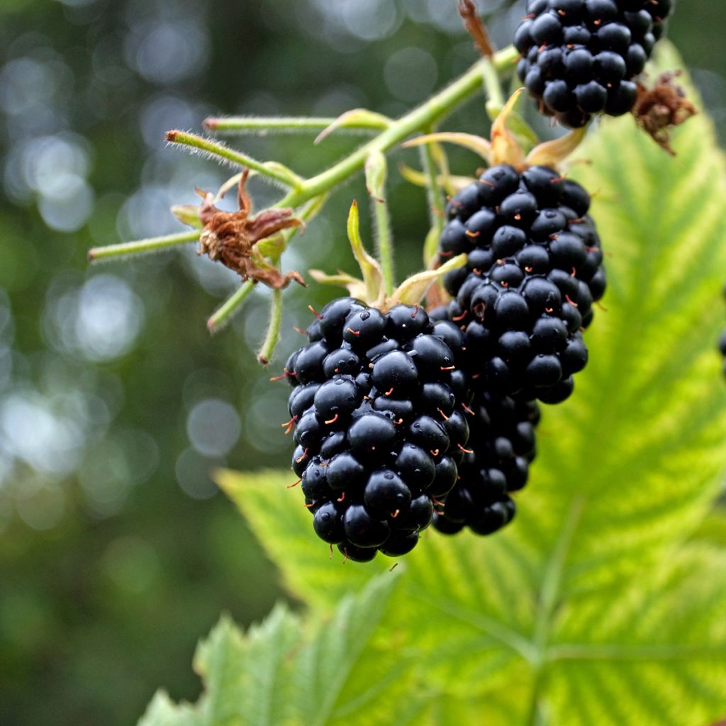 Rubus fruticosus 'Columbia Star'