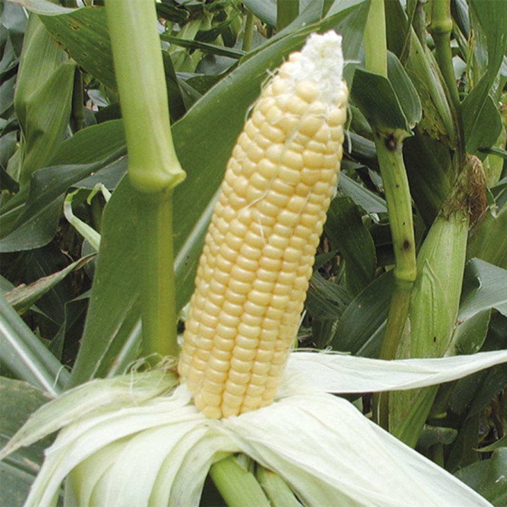 Maïs doux Golden Bantam - Zea Mays