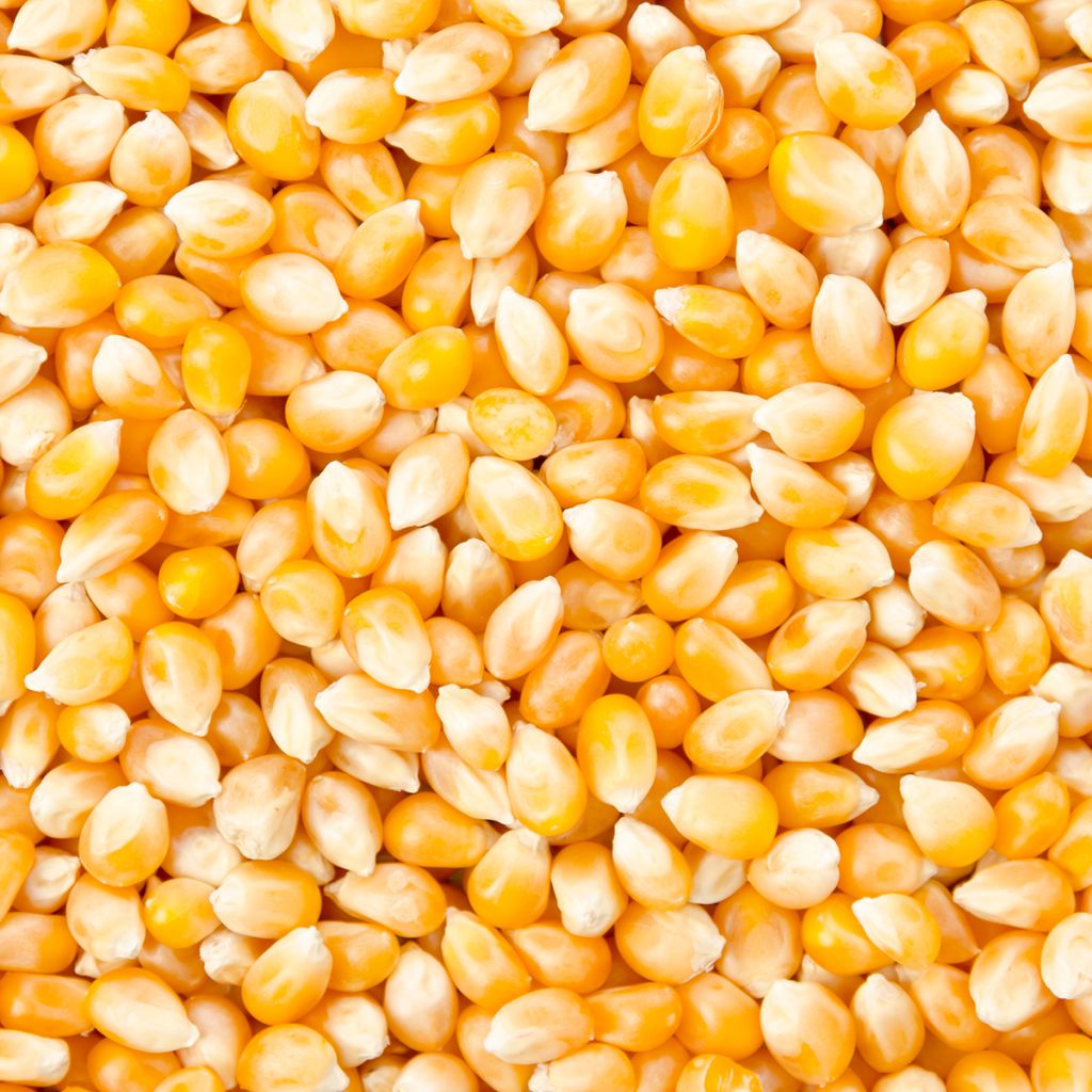 Zea mays Plomyk - Popcorn