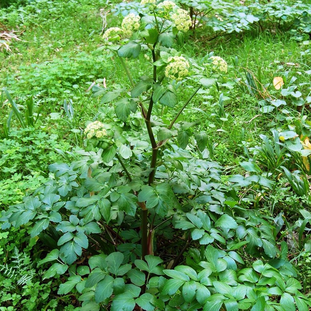 Smyrnium olusatrum