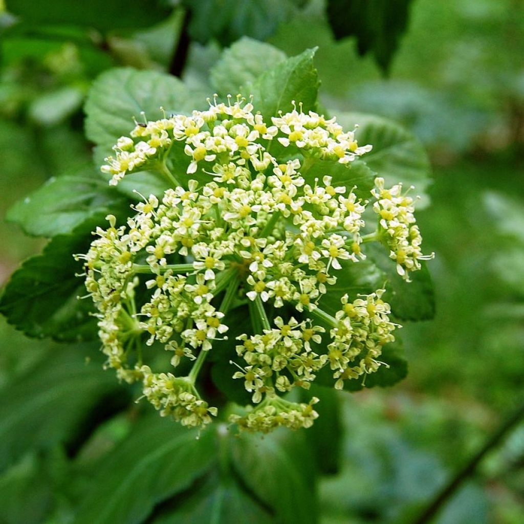Smyrnium olusatrum