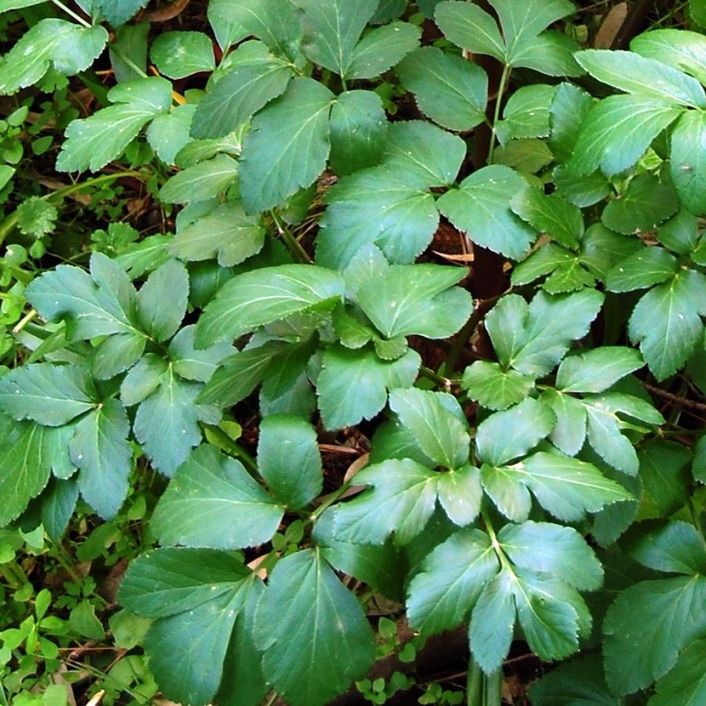 Smyrnium olusatrum
