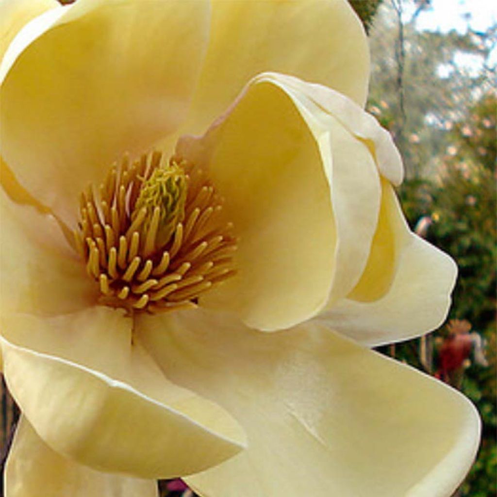 Magnolia  Honey Tulip