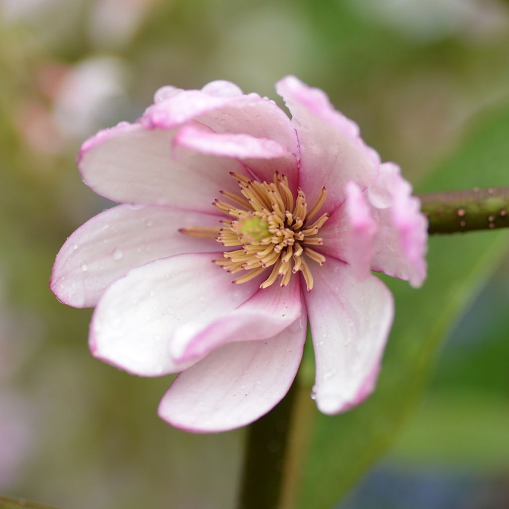 Michelia Fairy Lime - Michelia hybride