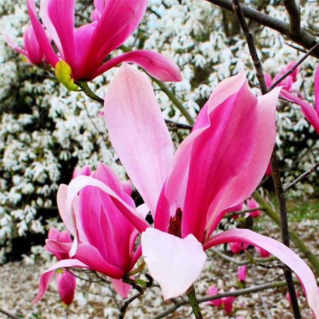 Magnolia liliiflora 'Nigra' (x) spengeri var. Diva'. Spectrum