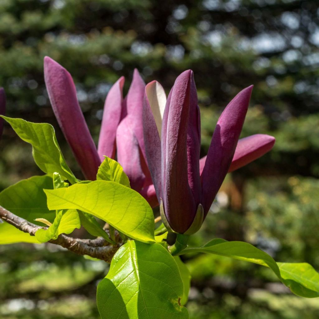 Magnolia (x) brooklynensis (M. acuminata x M. liliiflora) Black Beauty