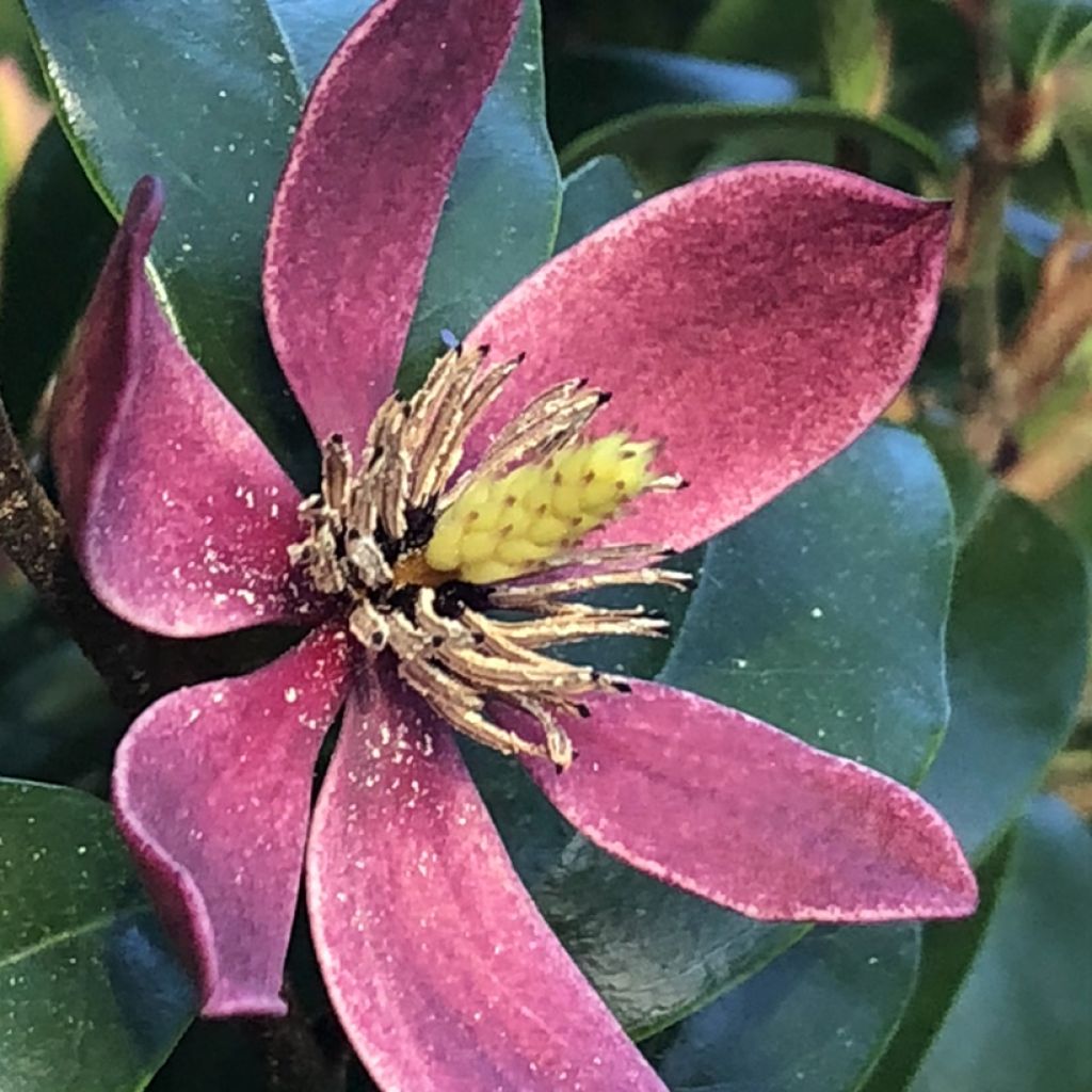 Magnolia figo Stellar Ruby