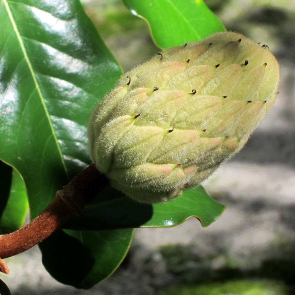 Magnolia grandiflora Bracken's Brown Beauty - Laurier-tulipier