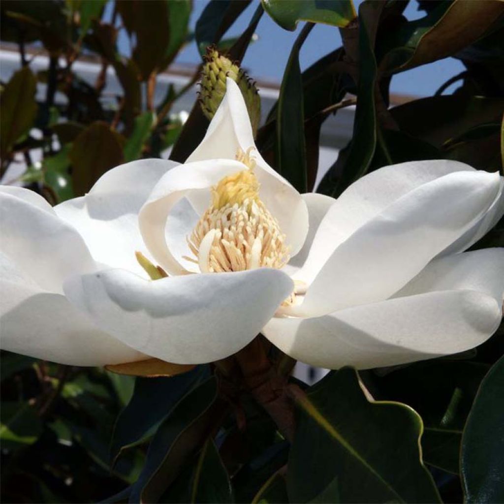 Magnolia grandiflora Little Gem 