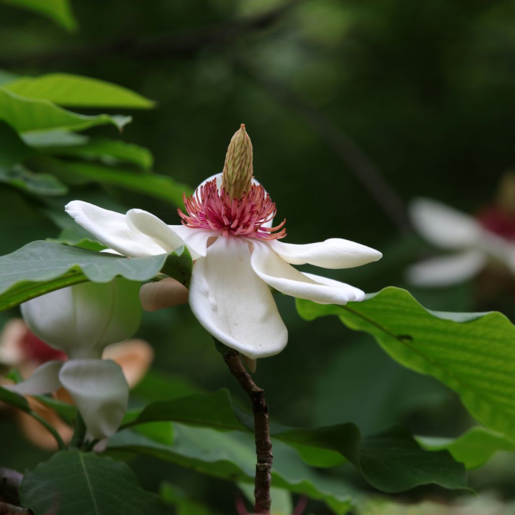 Magnolia hypoleuca