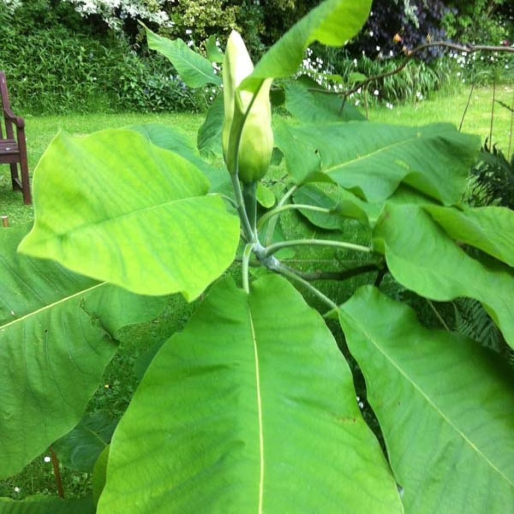 Magnolia macrophylla - Magnolia à grandes feuilles