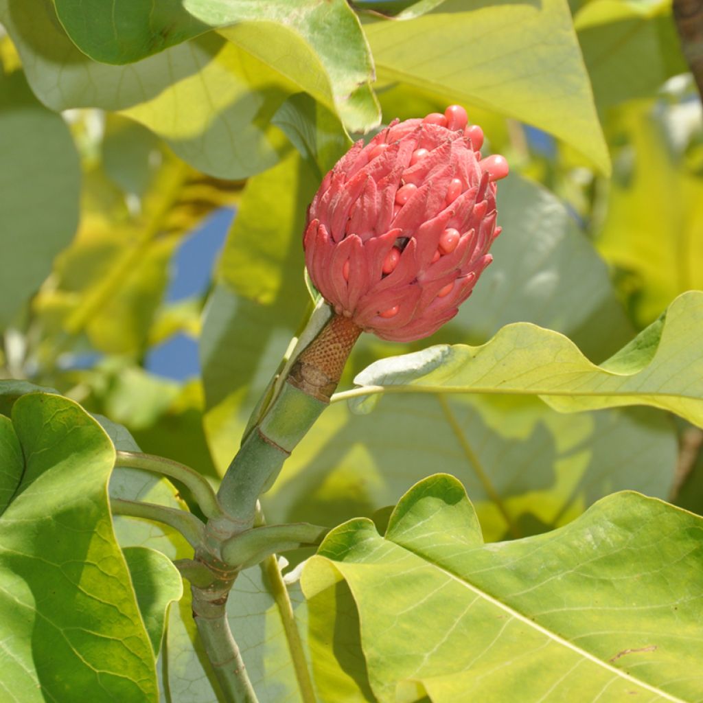 Magnolia macrophylla subsp ashei - Magnolia à grandes feuilles