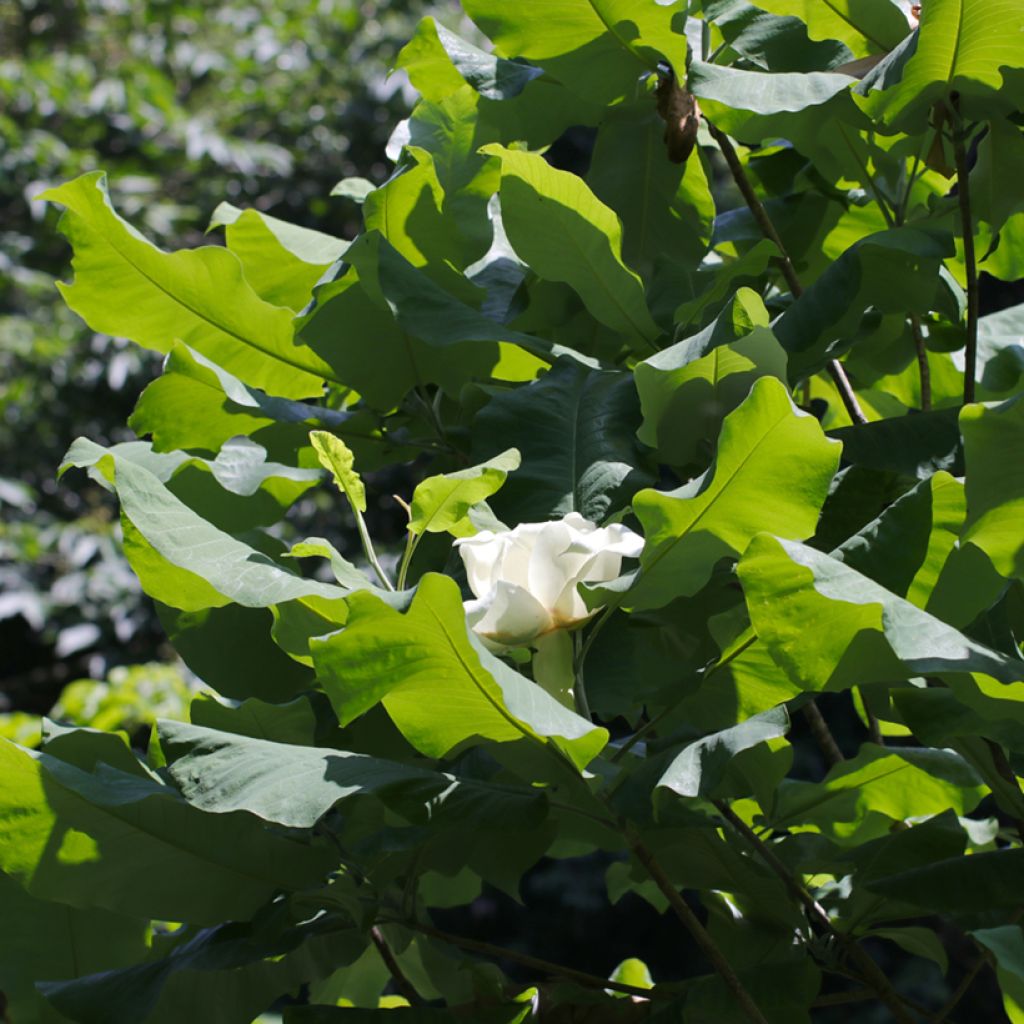 Magnolia macrophylla subsp ashei - Magnolia à grandes feuilles