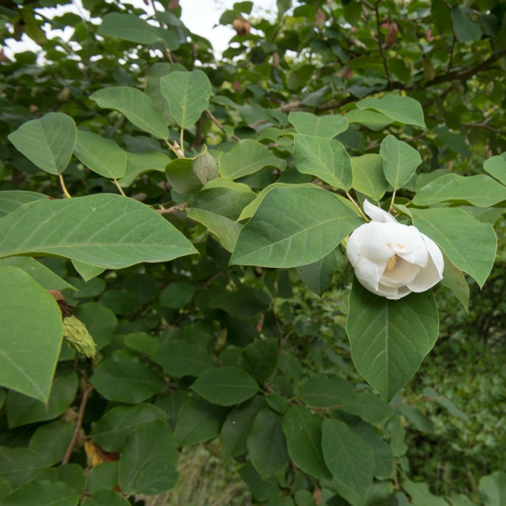 Magnolia sieboldii Colossus - Magnolia de Siebold greffé