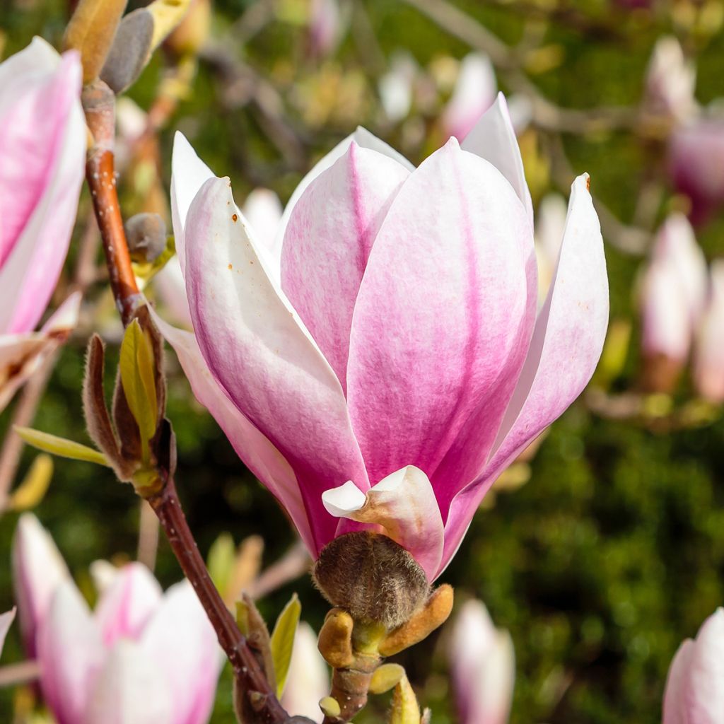 Magnolia x soulangeana