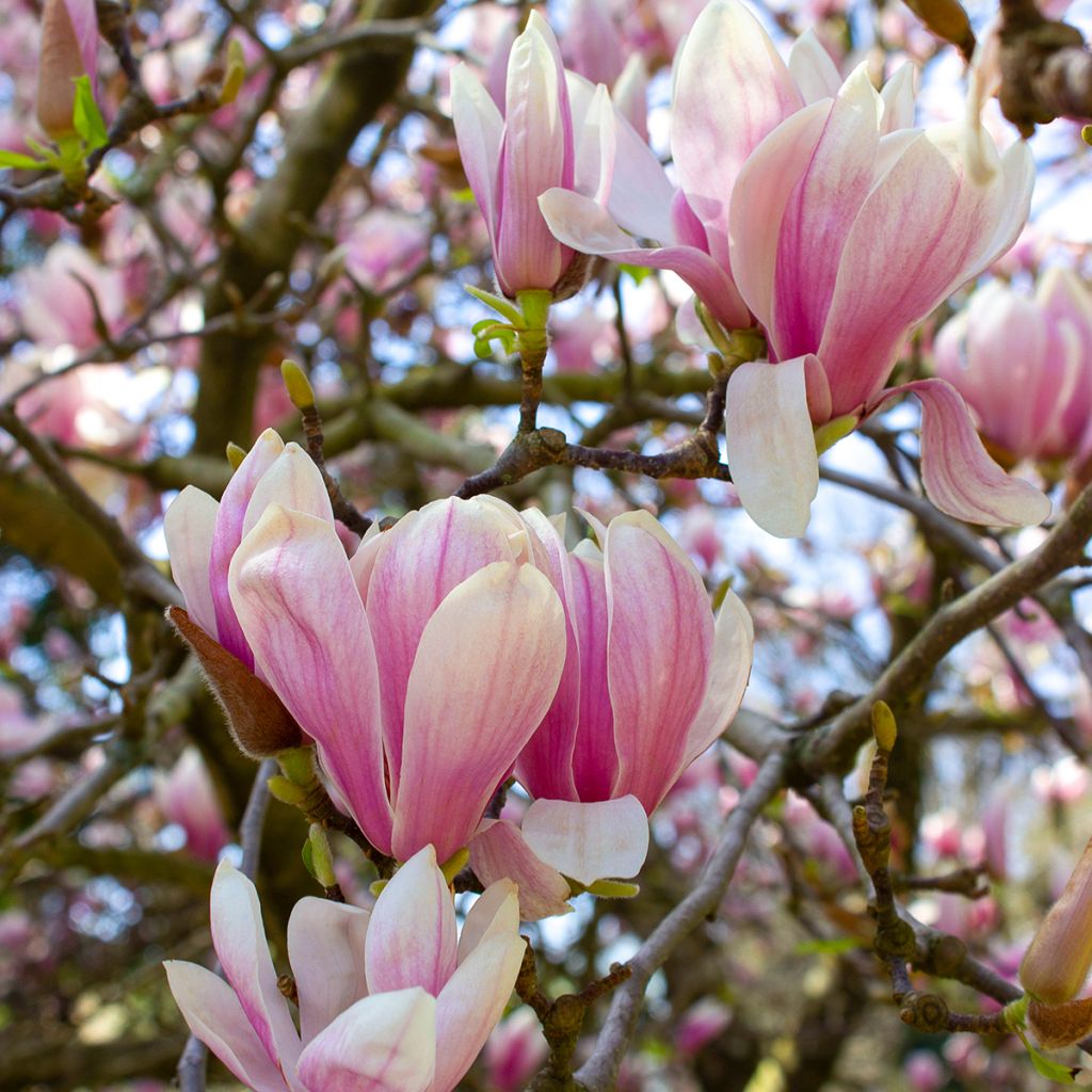 Magnolia x soulangeana